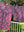 100% Cotton Shorty Pajama Set in Sphinx (pink)